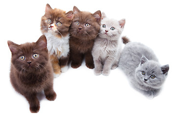 Image showing Five cute brititsh kittens