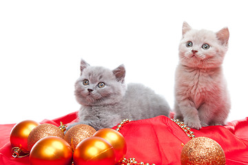 Image showing two British kittens playing with New Year decoration