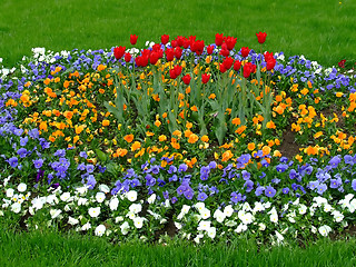 Image showing Flowers alley