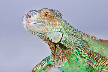 Image showing Portrait of iguana on blue