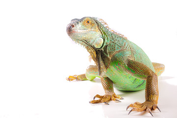 Image showing Iguana on white