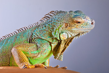 Image showing Portrait of iguana on blue