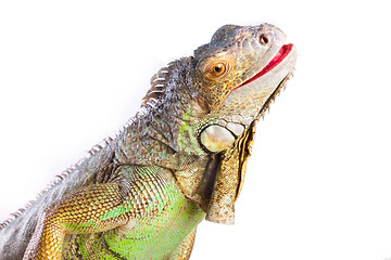 Image showing Smiling iguana on white