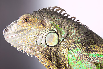 Image showing iguana on grey