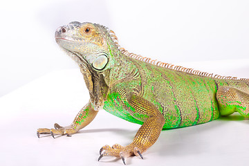 Image showing Iguana on white