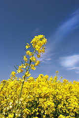 Image showing rape field