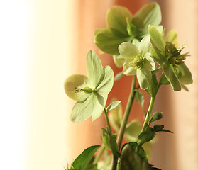 Image showing Hydrangea- Helleborus