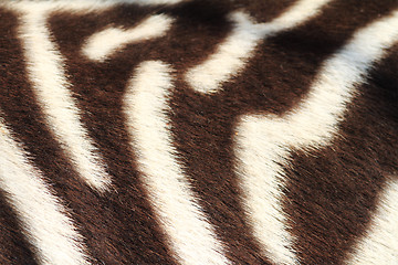 Image showing Detail of zebra