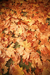 Image showing Colorful background of autumn leaves