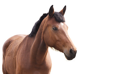 Image showing Horse