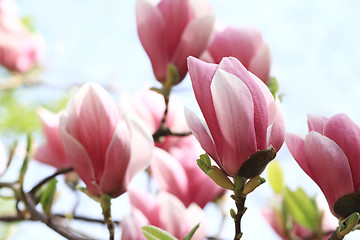 Image showing Magnolia tree