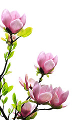Image showing Spring magnolia tree blossoms
