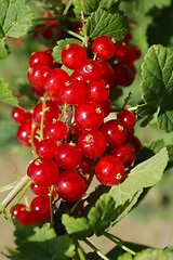 Image showing red currant