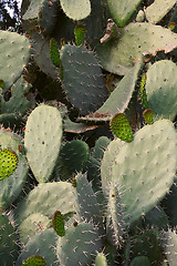 Image showing cactus