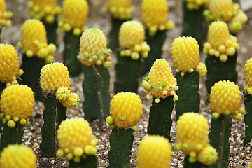 Image showing cactus