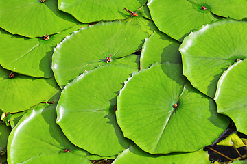 Image showing lotus leaf