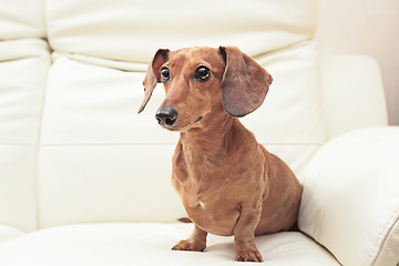 Image showing dachshund