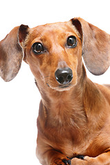 Image showing dachshund