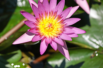 Image showing waterlily