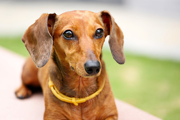 Image showing dachshund dog