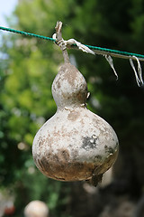 Image showing Dry Bottle Gourd