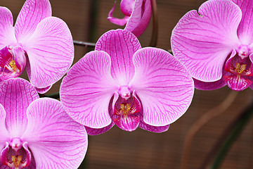 Image showing purple orchid