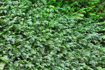 Image showing tropical forest plants