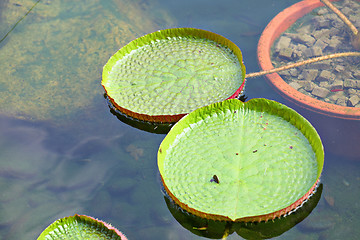 Image showing lotus leaf