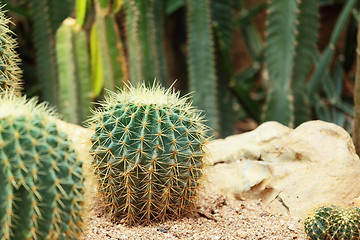 Image showing Cactus in Desert