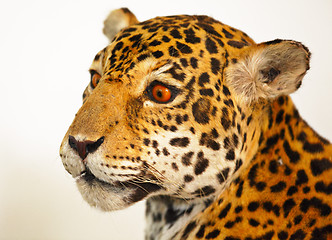 Image showing specimen jaguar