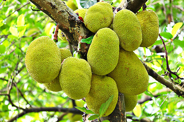 Image showing Jackfruit