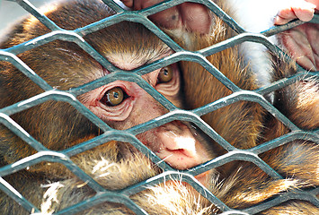 Image showing sad monkey in cage