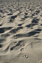 Image showing Pigeon tracks in sand