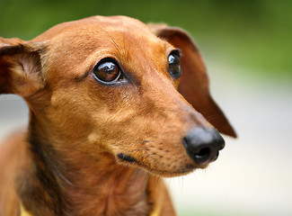 Image showing dachshund