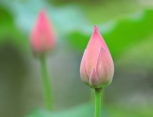 Image showing lotus bud