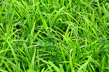 Image showing grass