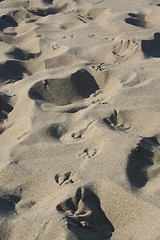 Image showing Seagull tracks in sand