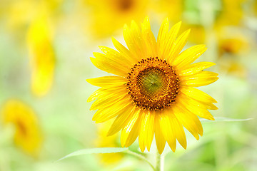 Image showing Sunflower