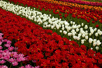 Image showing Spring field with tulips