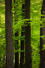 Image showing Green Forest