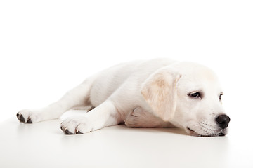 Image showing Labrador baby