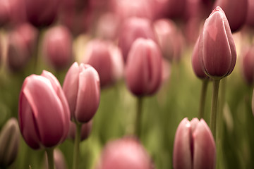 Image showing Tulips