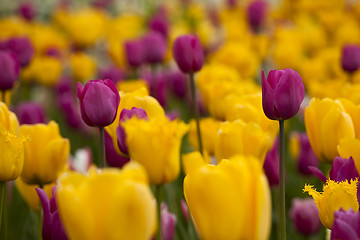 Image showing Colorful tulips 