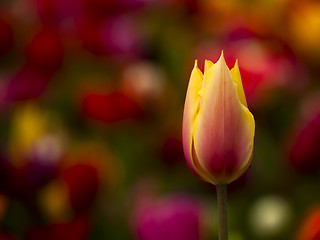 Image showing Beautiful tulip