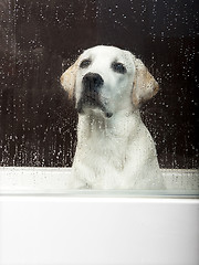 Image showing Bath time