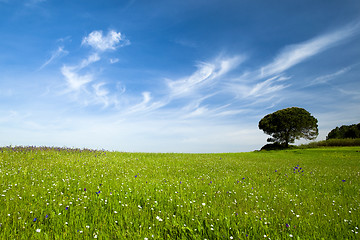 Image showing Green meadow