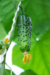 Image showing Fresh cucumber