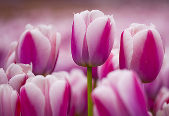 Image showing Pink tulips 