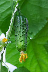 Image showing Fresh cucumber