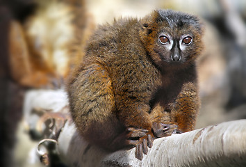 Image showing Red-bellied Lemur